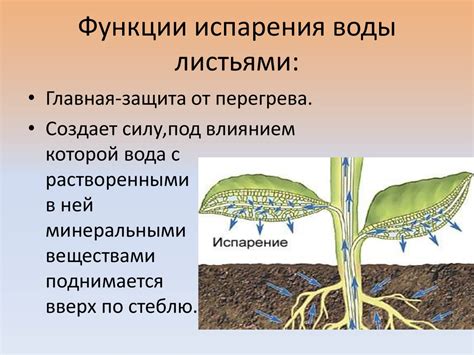 Последствия отсутствия испарения воды