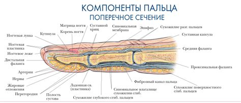 Последствия отсутствия лечения кривого среднего пальца