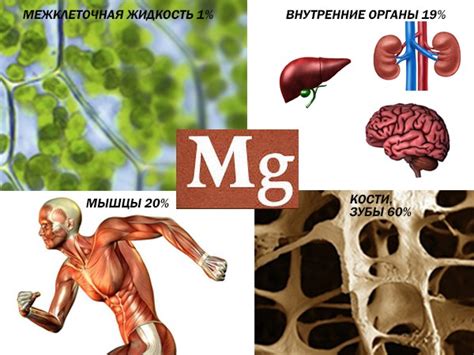 Последствия превышения магния в крови для почек