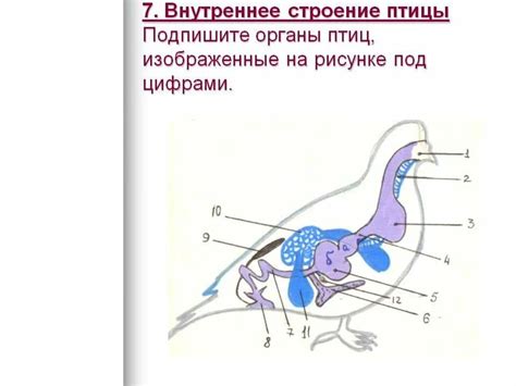 Постепенное привыкание голубя к жизни внутри помещения