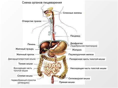 Потенциальная опасность для пищеварительной системы