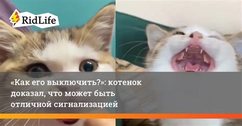 Почему котенок может быть холодным и неактивным