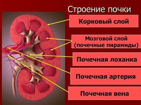 Почки