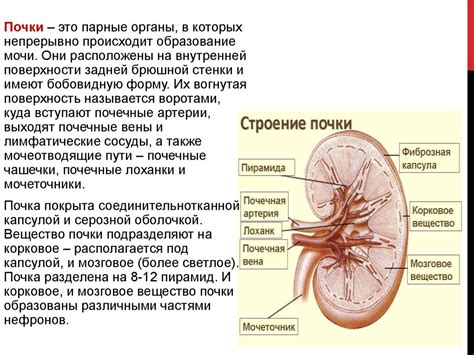 Почки в составе выделительной системы