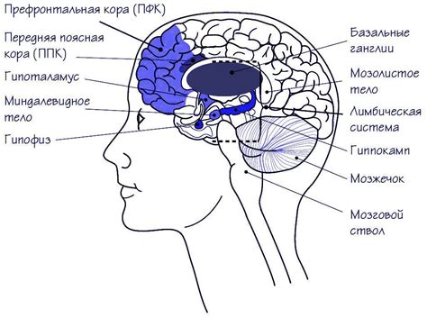 Правая гемисфера головного мозга: основные функции и структура