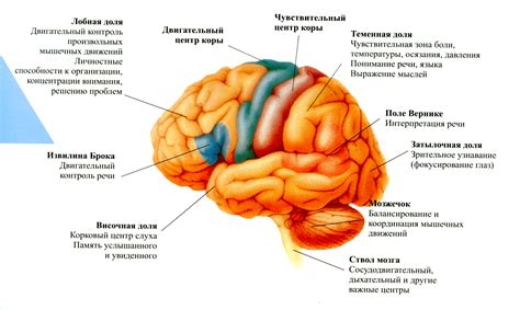 Правая сторона головного мозга и организация двигательной активности