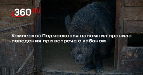 Правила поведения при встрече с кабаном