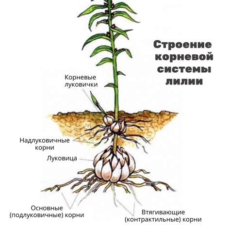 Правила подкормки лилий