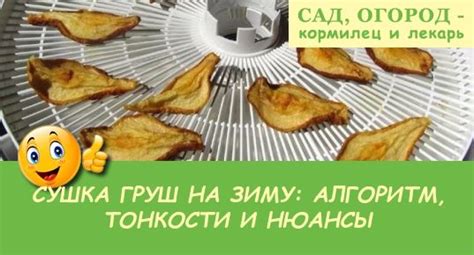 Правильная сушка