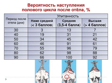 Правильное кормление в период здоровья и болезней птенца щегла