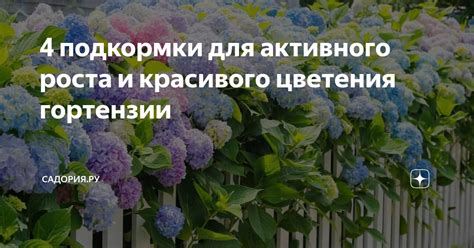 Правильное подкормки для активного роста