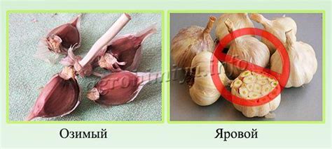 Правильный выбор посадочного материала