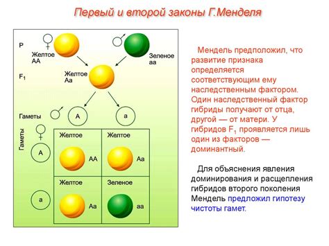 Практическое значение закона чистоты гамет и его применение в селекции