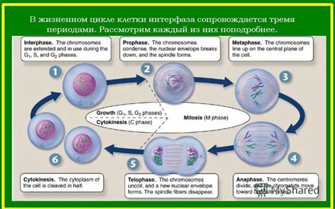 Практическое применение знаний о жизненном цикле клетки