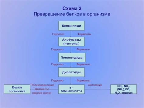 Превращение белка в организме человека: общая информация