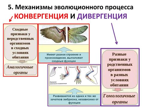 Превышение нормы в биологии: примеры в латыни