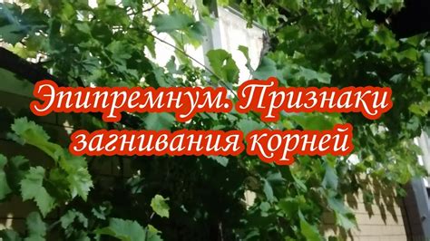 Предотвращение загнивания корней