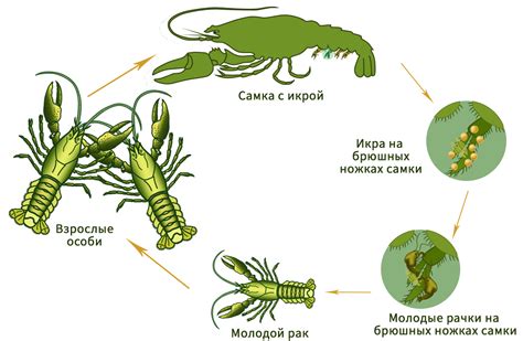 Предотвращение развития рака