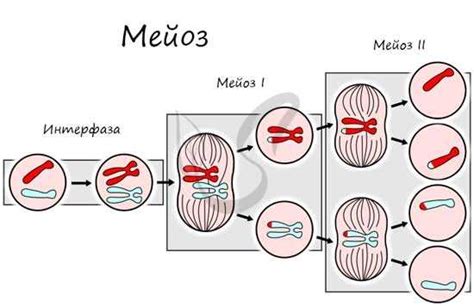 Предподготовка к мейозу