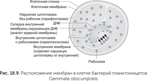 Предположения о происхождении внутреннего ядра