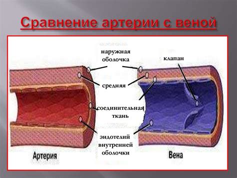 Предупреждение сердечно-сосудистых заболеваний