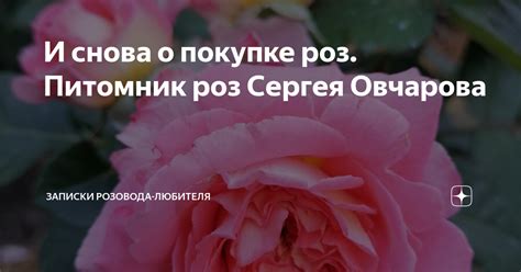 Предупреждения и предсказания, связанные со снами о покупке роз