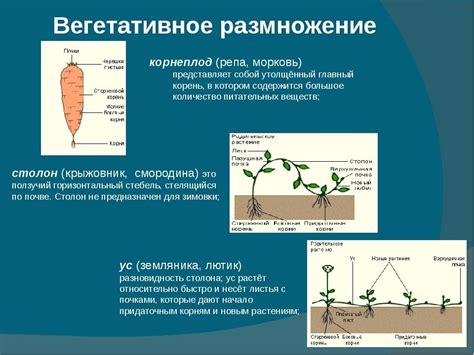 Преимущества и недостатки вегетативного размножения