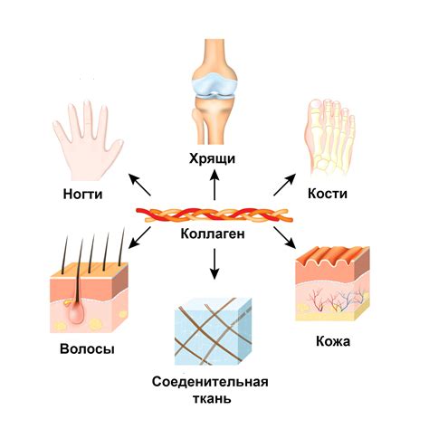 Преимущества коллагена для организма