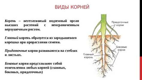 Преимущества мочковатой корневой системы