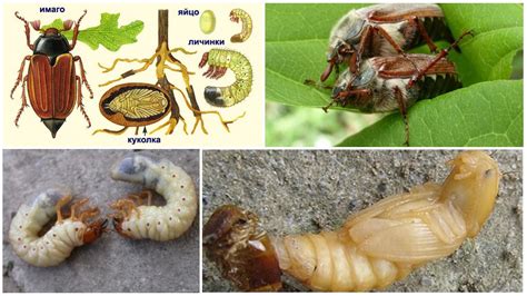 Приемлемые пищевые продукты для майских жуков