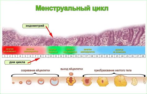 Признаки возможности зачатия