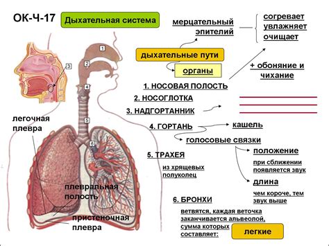 Признаки дыхания и дыхательная система