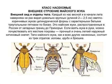 Признаки наличия майского жука на участке