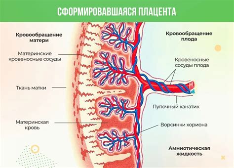 Примарная оболочка