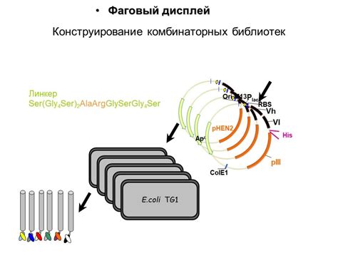 Применение биопирена в научных исследованиях