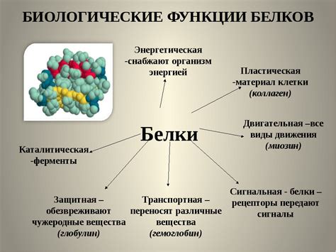 Применение органоидов, образующих белок, в медицине и науке