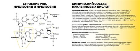 Примеры видовой специфичности нуклеиновых кислот