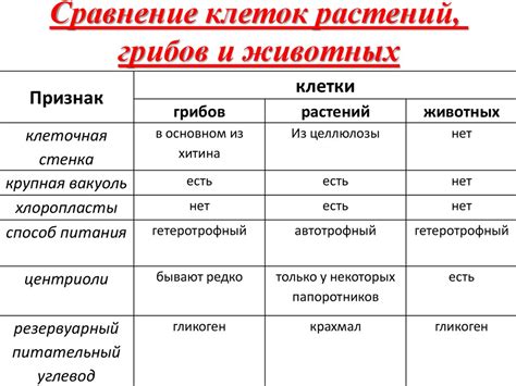 Примеры конвергентного сходства у растений и животных