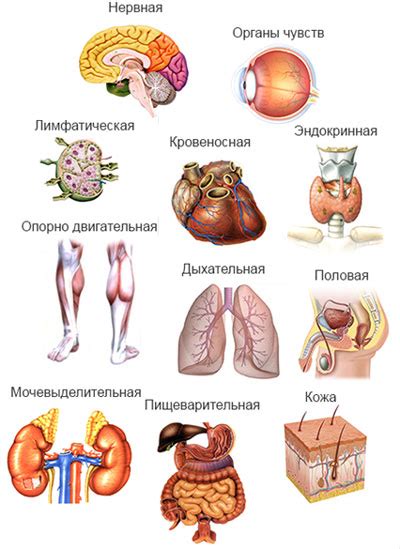 Примеры систем в организме