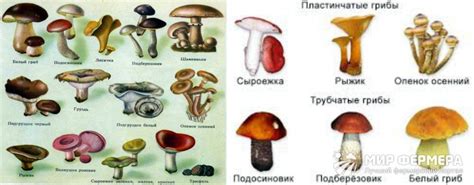 Примеры совершенных грибов