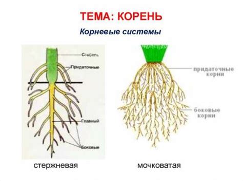 Принадлежность клубники к определенному типу