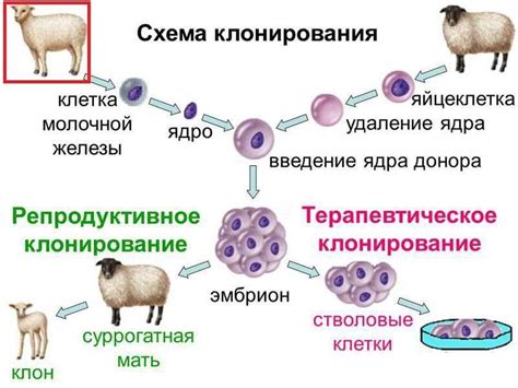 Принципы клонирования человека