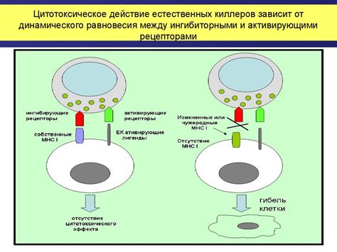 Приобретенный иммунитет: химические и клеточные компоненты