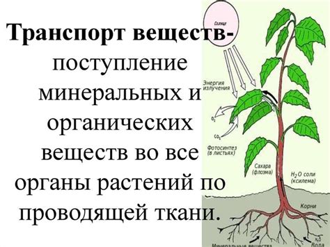 Природная переработка органических веществ: что происходит с ними при диссимиляции?