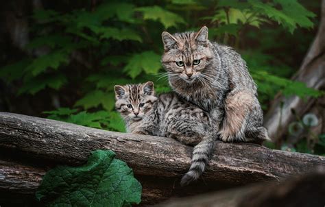 Природные богатства: сохранение уникальных мест