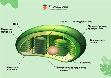 Присутствие хлоропластов: