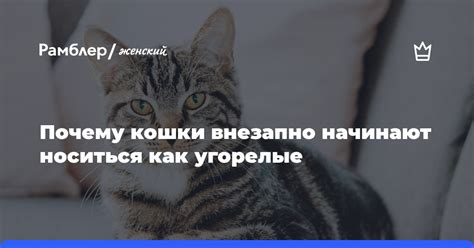 Причины, по которым кошки не идут на контакт