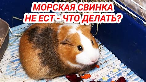 Причины, по которым морская свинка не ест сено