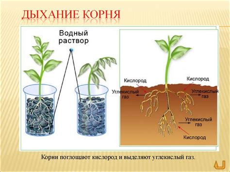 Причины желтых корней