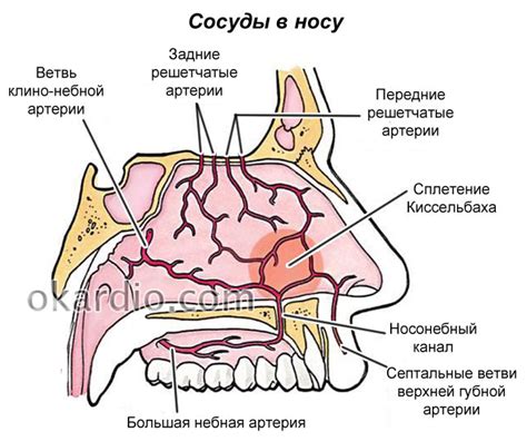 Причины и симптомы расширения сосудов в носу